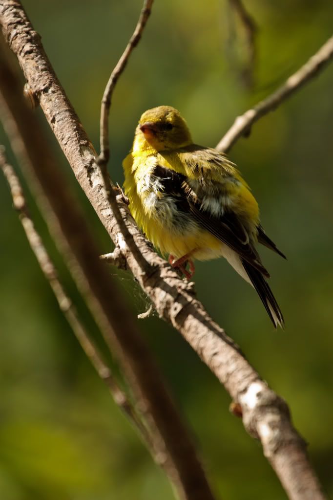 IMAGE: http://i1105.photobucket.com/albums/h341/Canorka/IMG_4533.jpg