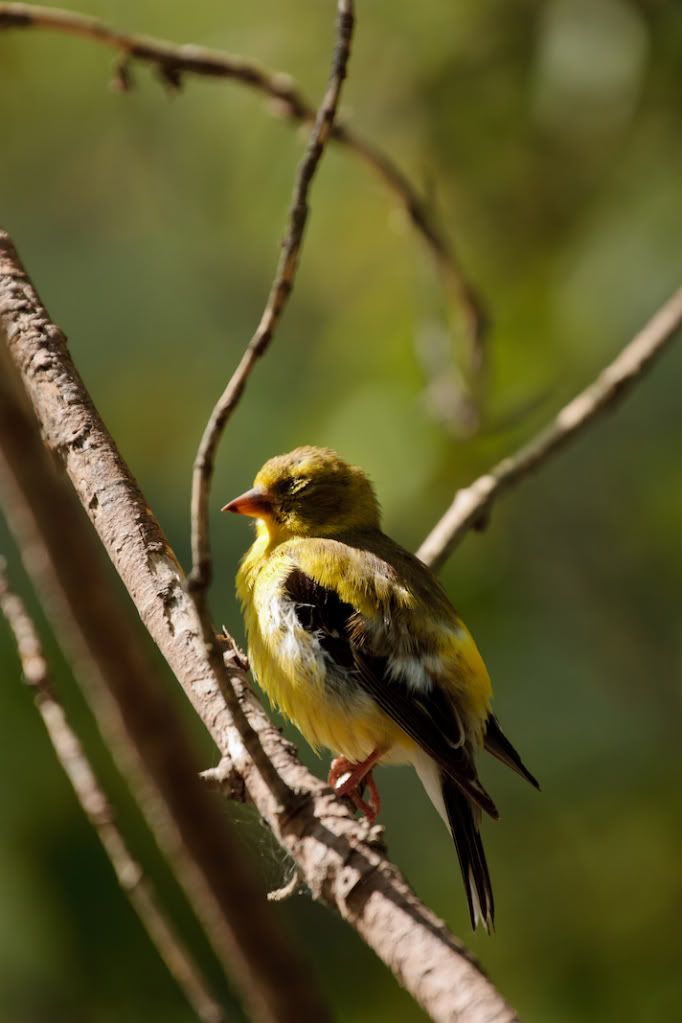 IMAGE: http://i1105.photobucket.com/albums/h341/Canorka/IMG_4535.jpg