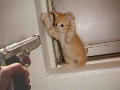catowned-2.jpg