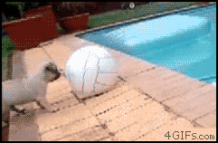 dog-fails-pool-volleyball.gif