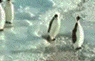 gdpit_com_96080809_222.gif