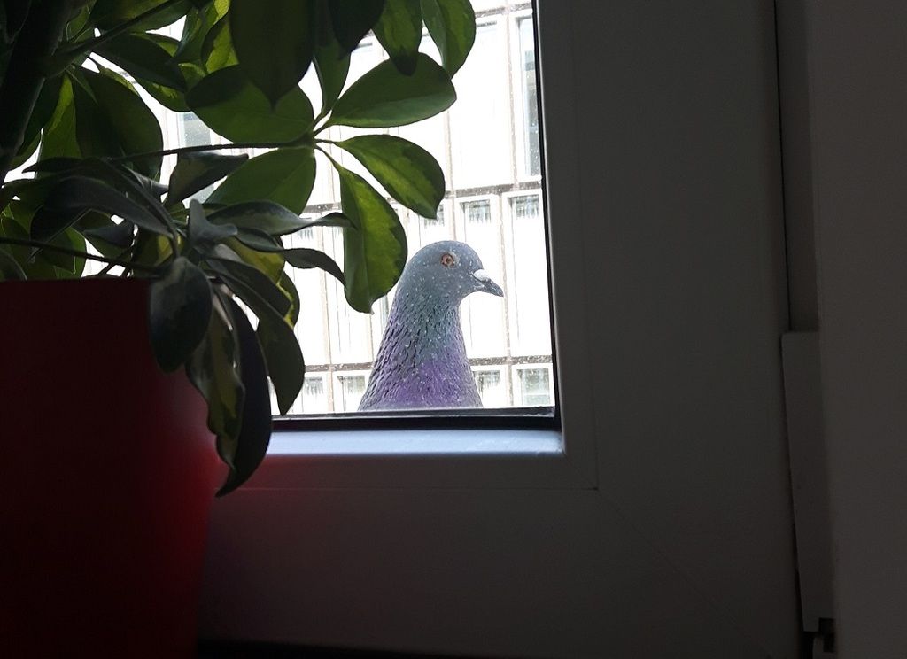 Wees als deze duif, die maakt zich duidelijk ook geen zorgen over awkward doen voor iemands raam