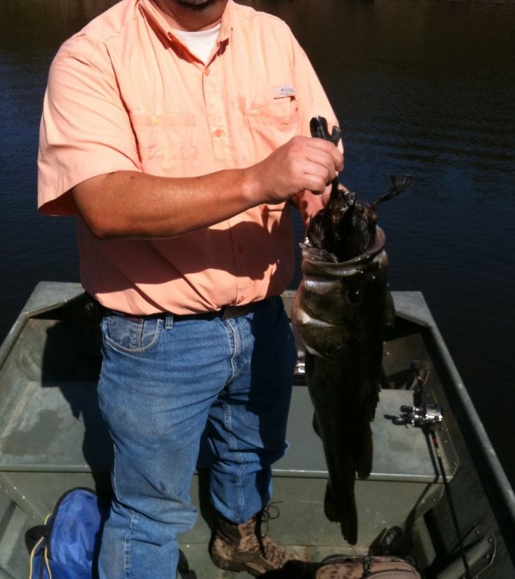 do bass eat carp? Texas Fishing Forum