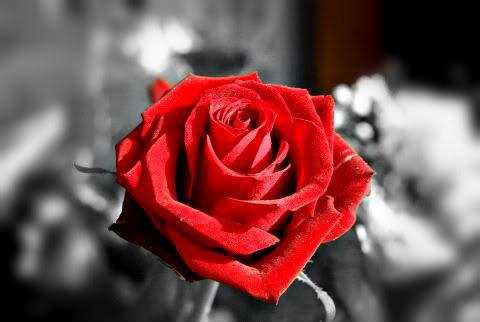 red rose Pictures, Images and Photos
