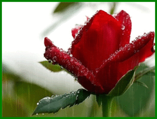 15.gif (320×243)