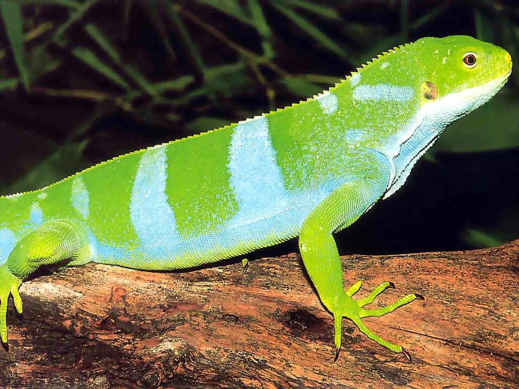 SW England Fiji Banded Iguana's Reptile Forums