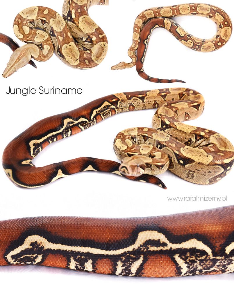 Jungle_Suriname_01_zps1gbiokis.jpg