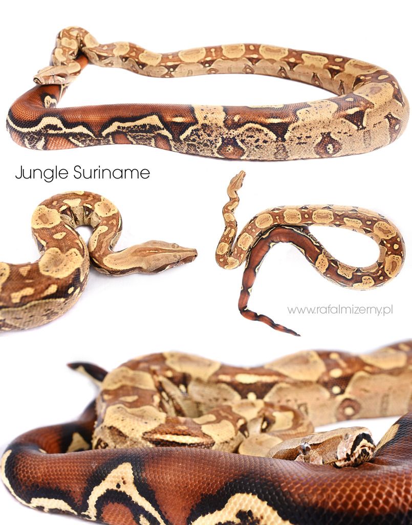 Jungle_Suriname_02_zpsux9ehoiu.jpg