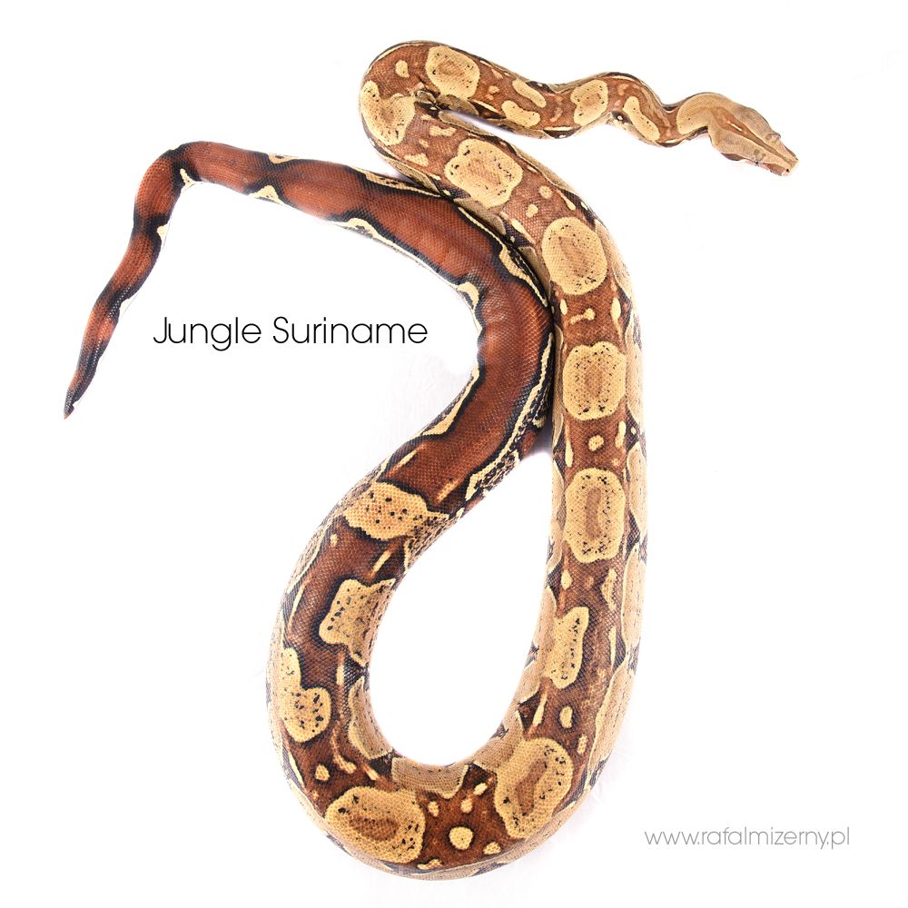 Jungle_Suriname_03_zps5xhcbduq.jpg