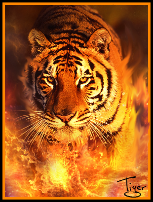 Tiger Witch Pictures, Images and Photos