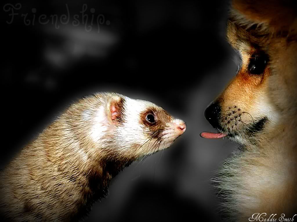 friendship Pictures, Images and Photos