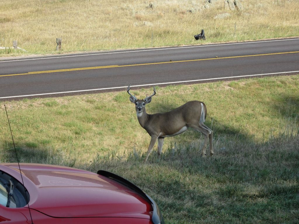 MyBuck2.jpg