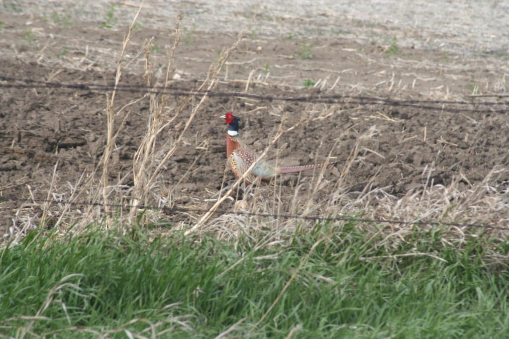 Pheasant2012.jpg