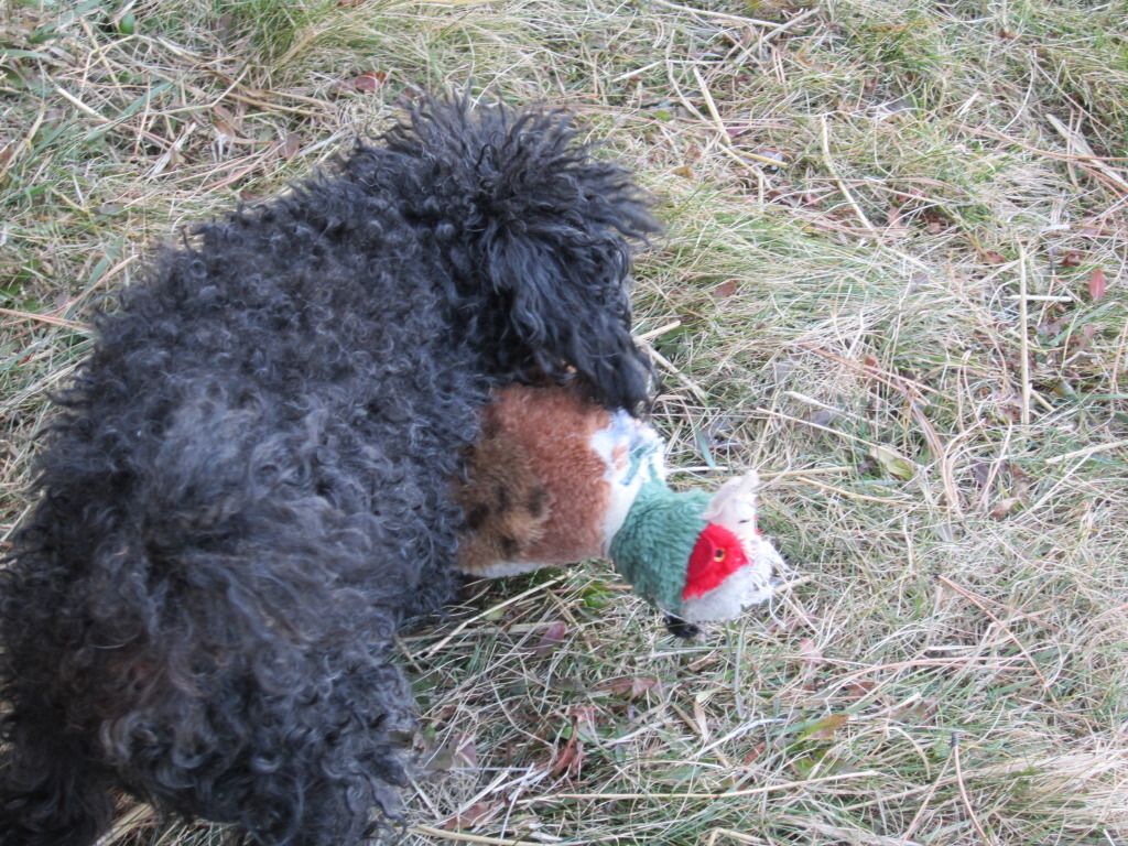 skippyandpheasant.jpg