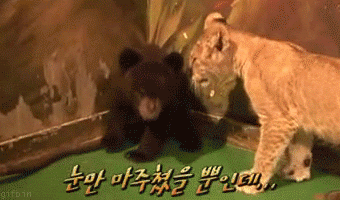 top gif top gif