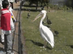 Top gifs los mejores Top gifs los mejores