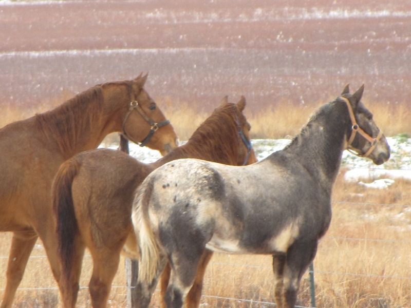 HorsesinSnow12010.jpg