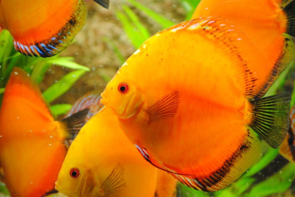 VENDO PECES DISCOS vendo peces discos: