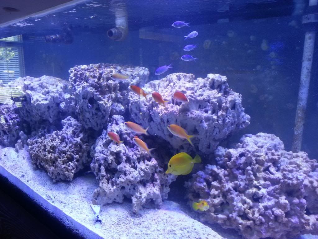 Best schooling fishes for a 180 gallon reef tank Reef Central Online