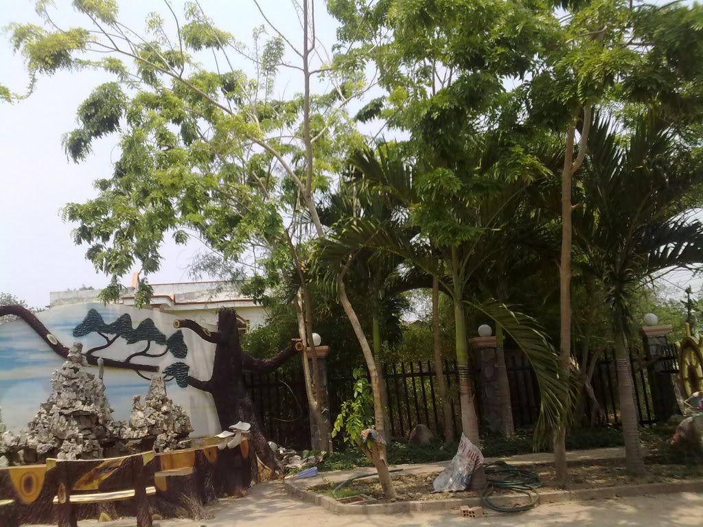 Trồng Cây Gỗ Sưa.