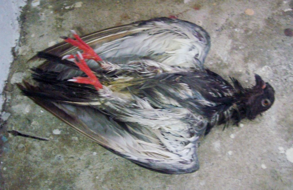 LBPigeon01.jpg