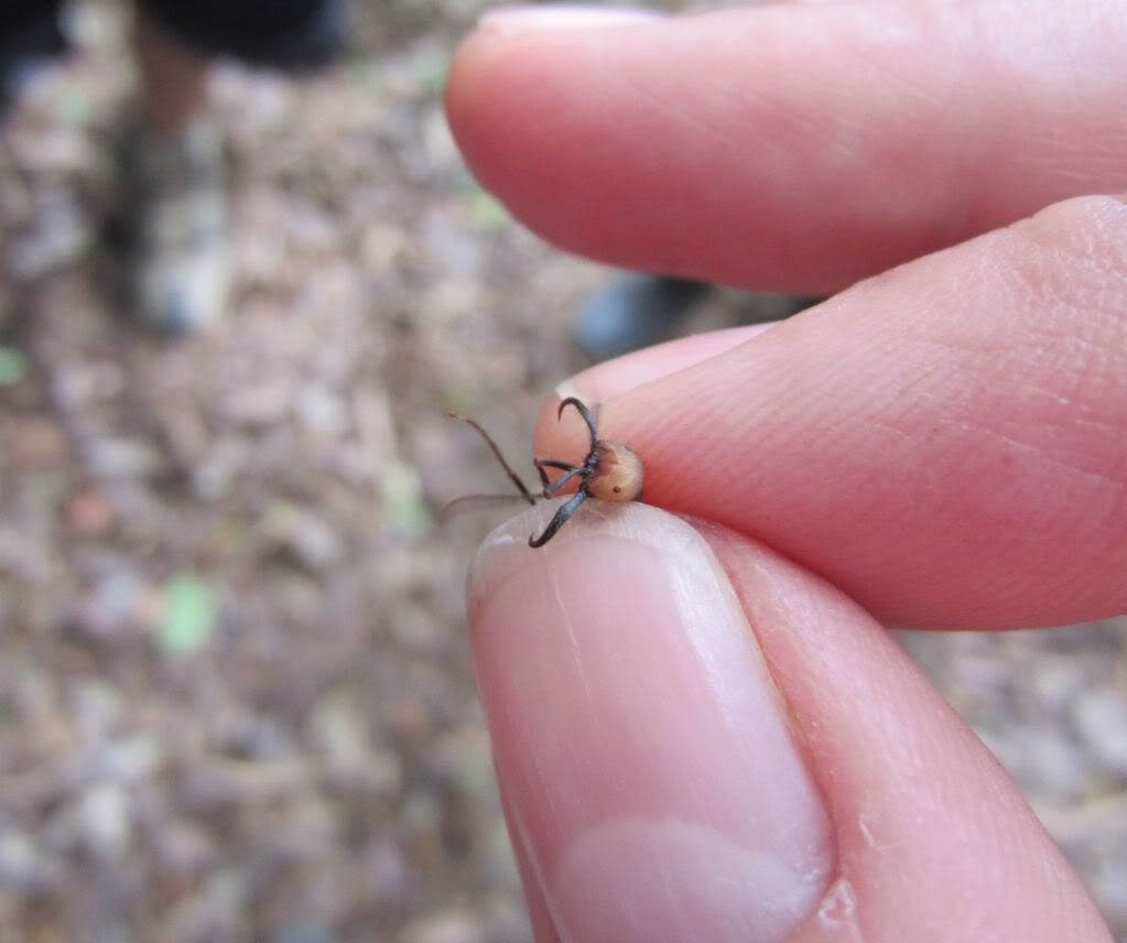 army ant bite