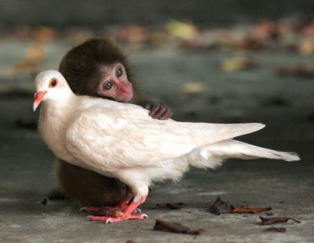 Monkey And Pigeon 458 355 Η αγάπη δεν κάνει διακρίσεις! Δείτε φωτό