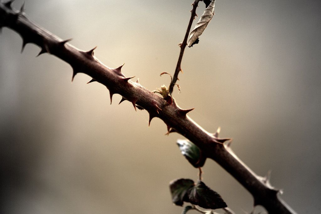 IMAGE: http://i1105.photobucket.com/albums/h356/nellyleelephant/PTHB0030.jpg