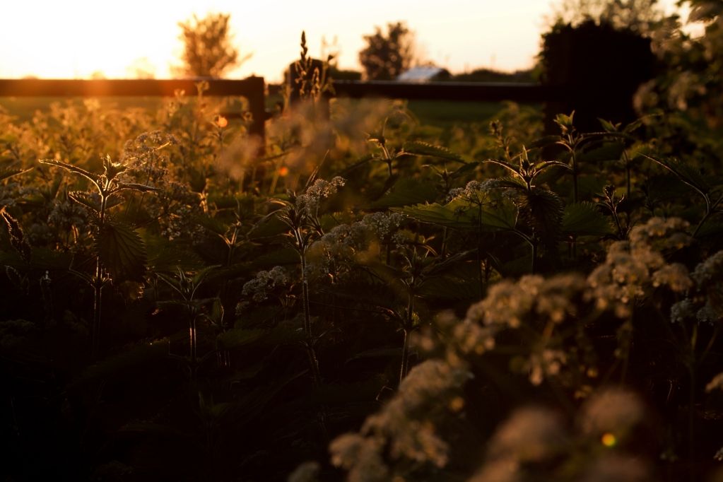 IMAGE: http://i1105.photobucket.com/albums/h356/nellyleelephant/PTHB0065.jpg