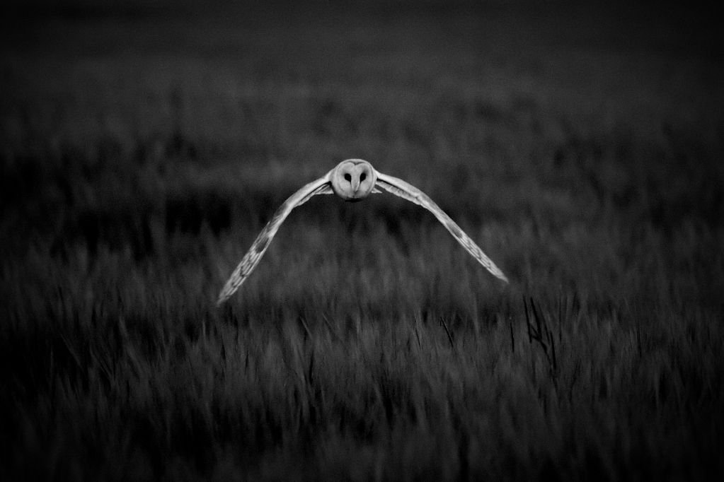 IMAGE: http://i1105.photobucket.com/albums/h356/nellyleelephant/PTHB0088.jpg