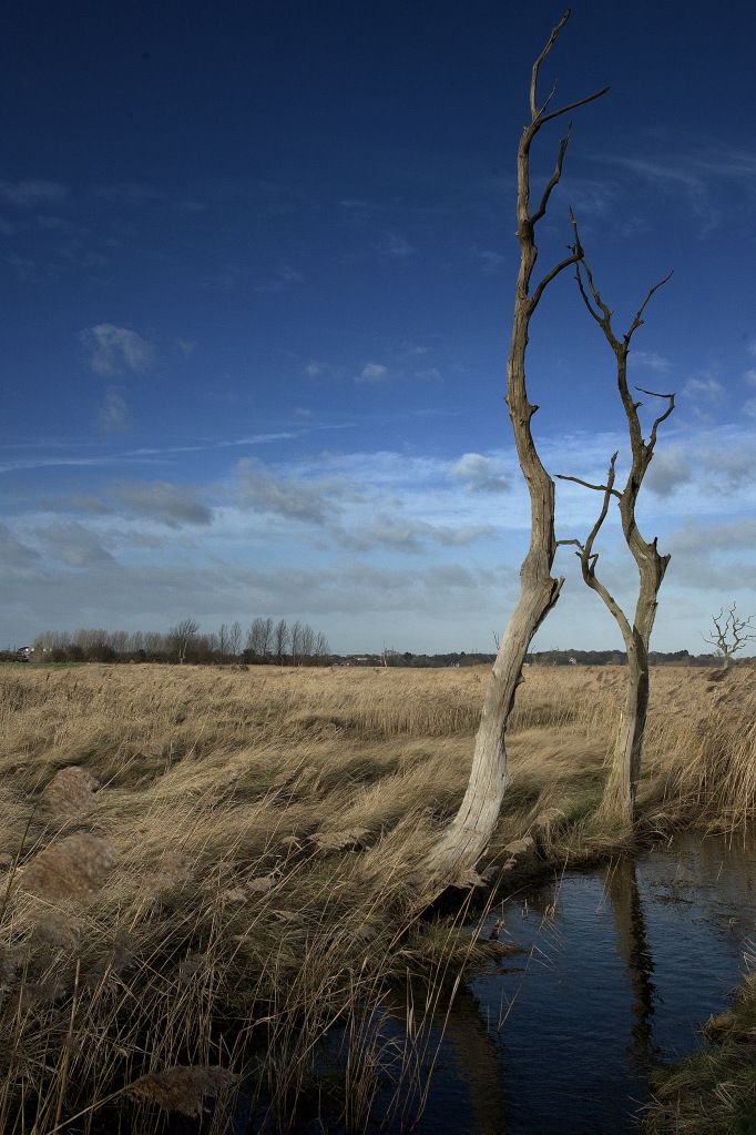 IMAGE: http://i1105.photobucket.com/albums/h356/nellyleelephant/PTHB3825-1.jpg