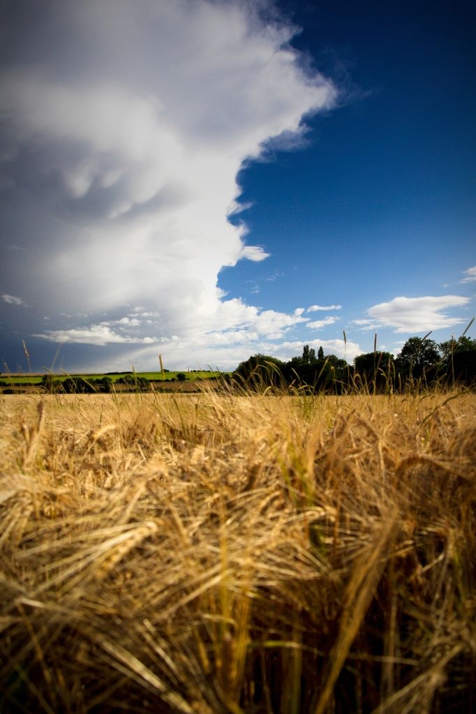 IMAGE: http://i1105.photobucket.com/albums/h356/nellyleelephant/WU2E0600.jpg