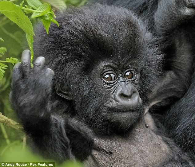 Rock-and-Roll-baby-gorilla-02.jpg