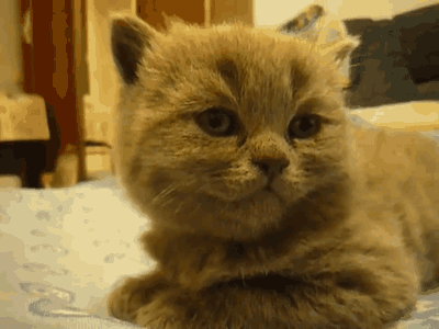 sleeping cat photo: Cat sleeping daily_gifdump_170_03.gif