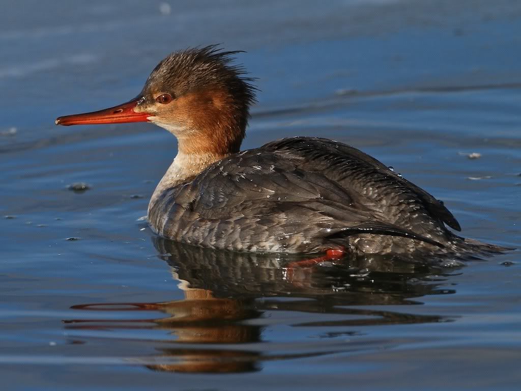 IMAGE: http://i1105.photobucket.com/albums/h357/novascotiaphotos/feb%2006%202012/IMG_2987.jpg