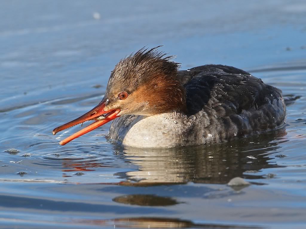 IMAGE: http://i1105.photobucket.com/albums/h357/novascotiaphotos/feb%2006%202012/IMG_2998.jpg