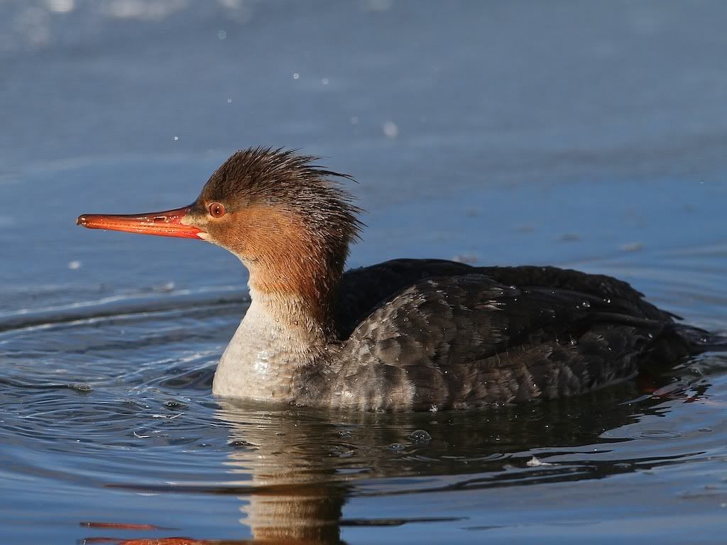 IMAGE: http://i1105.photobucket.com/albums/h357/novascotiaphotos/feb%2006%202012/IMG_3003.jpg