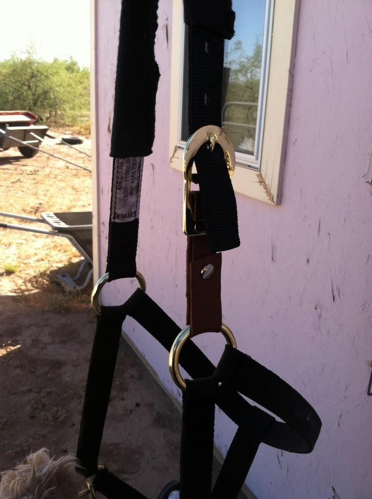 Homemade break away halter The Horse Forum