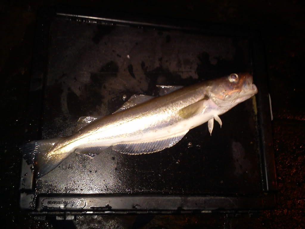 IMG_20120101_054814.jpg