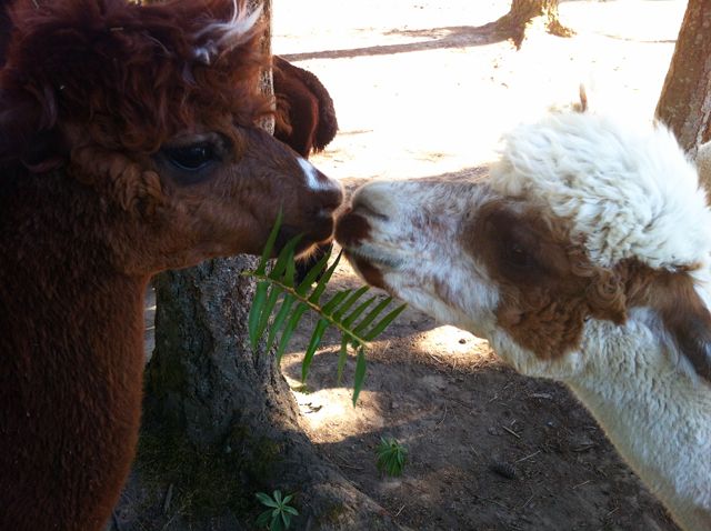 alpacas kissing, alpacas kissing