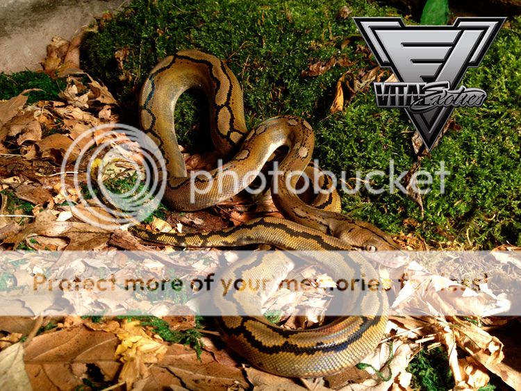 2012 Motley Het Albino Female Reticulated Python | FaunaClassifieds
